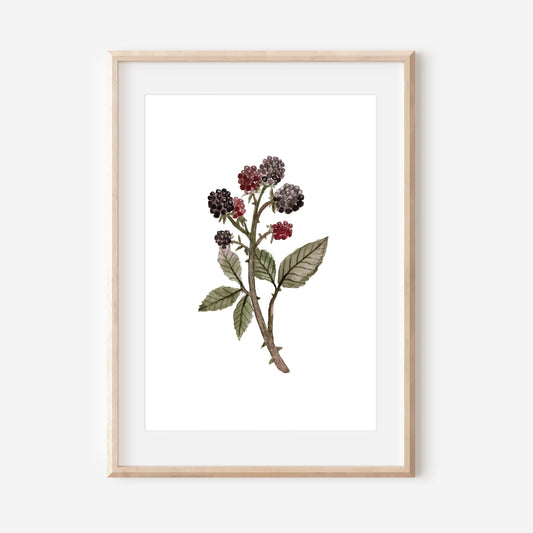 Watercolour Wild Blackberries Art Print