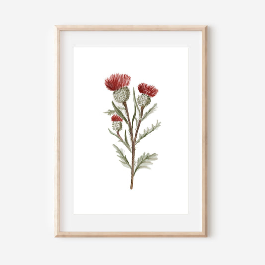 Watercolour Thistles Art Print